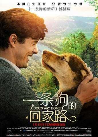 一条狗的回家路 普通话版