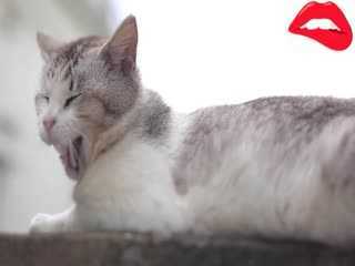 韩国美女组合k398