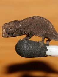 BBC：自然界怪奇事件 第三季