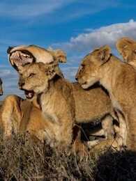 BBC:动物群追逐者