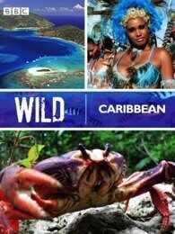 BBC：野性加勒比
