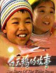 白天鹅的故事